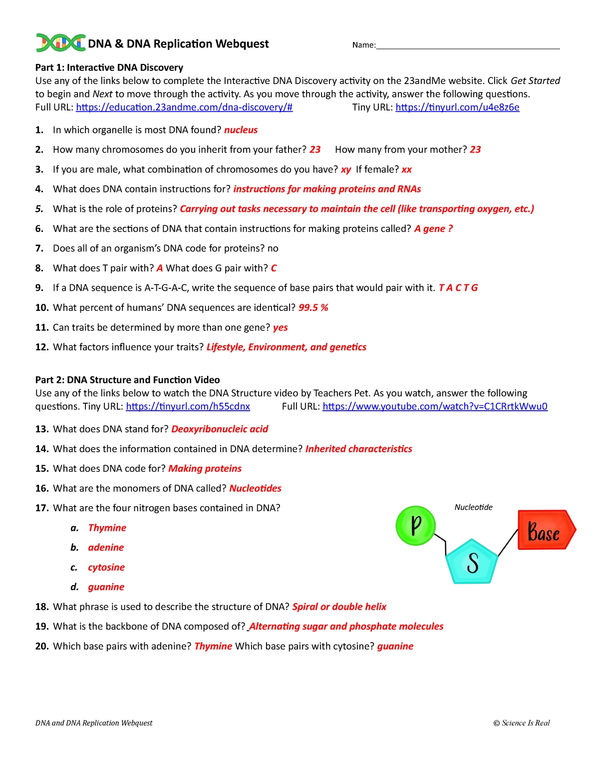 Mastering DNA Replication Your Complete Guide With Answer Key Webquest